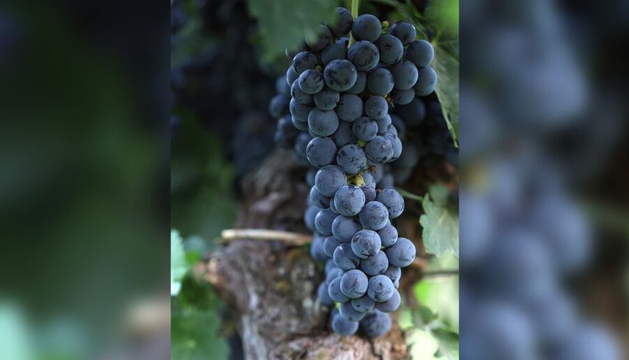 Lucca: Guided Winery Tour with Wine Tasting - Why the olive oil matters