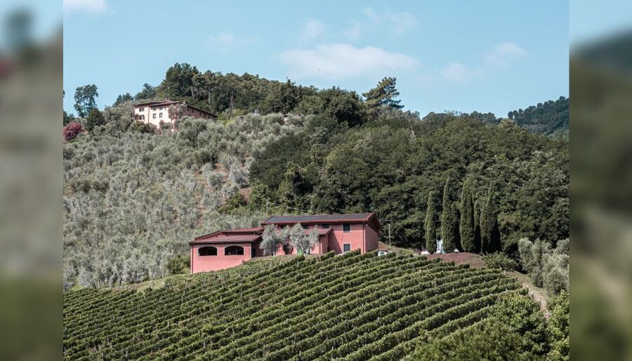 Lucca: Guided Winery Tour with Wine Tasting - A shared tasting, not a private wine lesson