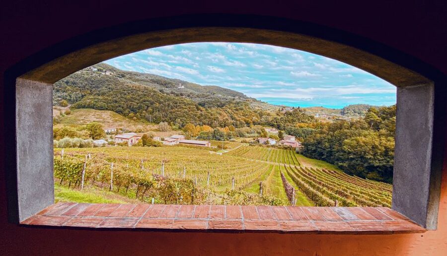 Lucca: Guided Winery Tour with Wine Tasting - Is $29 good value?
