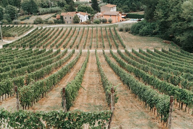 Lucca: Wine Tasting Experience - Tenuta Adamo Winery - Why the terrace matters more than the cellar