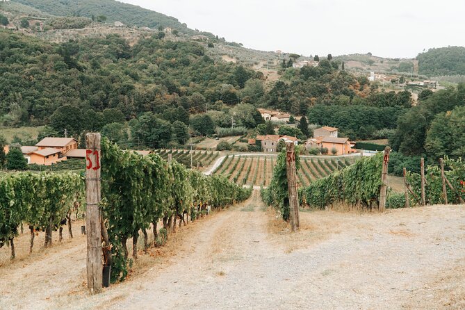 Lucca: Wine Tasting Experience - Tenuta Adamo Winery - Four wines, olive oil, and Tuscan bread