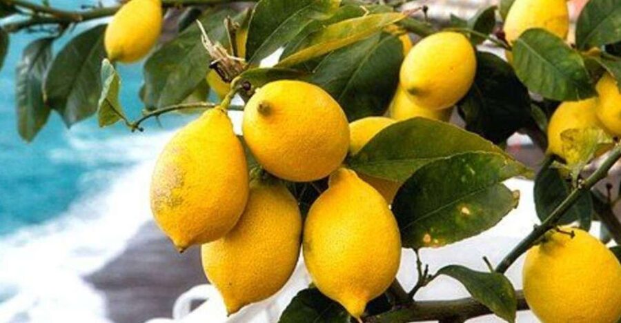 Maiori: Amalfi Coast Path of Lemons Day Trip with Tastings - Why this lemon path matters