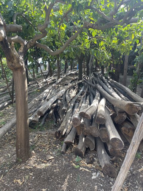 Maiori: Amalfi Coast Path of Lemons Day Trip with Tastings - Inside Giovanni Ruocco’s lemon groves