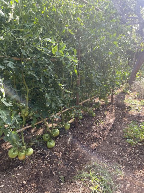 Maiori: Amalfi Coast Path of Lemons Day Trip with Tastings - Descending toward Minori
