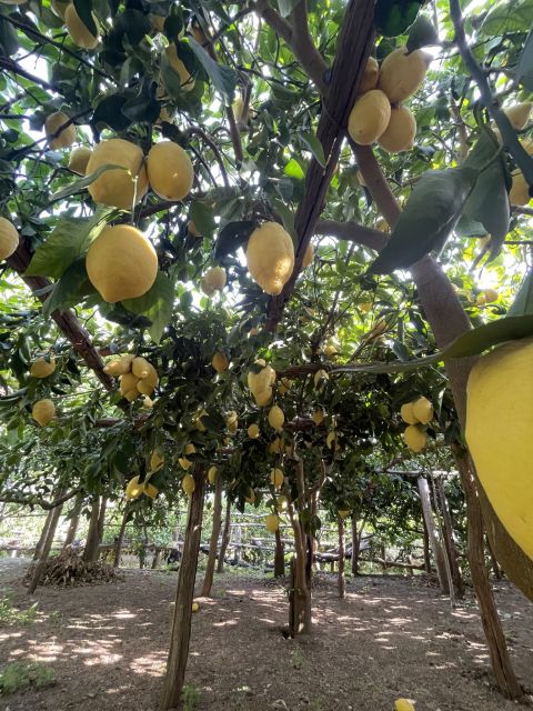 Maiori: Amalfi Coast Path of Lemons Day Trip with Tastings - Is $59 plus €15 good value?