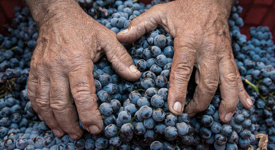 Montalcino: Brunello Wine Tasting & Lunch in a Tuscan Castle - FAQ
