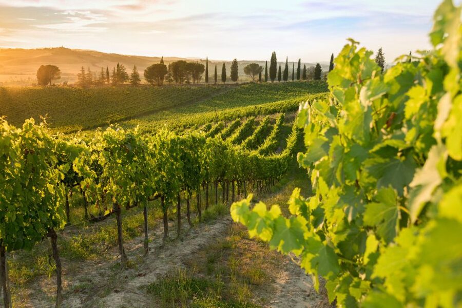 Montalcino: Brunello Wine Tasting & Lunch in a Tuscan Castle - Who Will Enjoy This Most