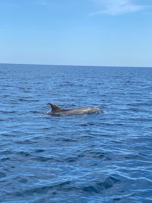 Olbia: Boat tour to watch Dolphins and snorkeling - Key points to know before booking