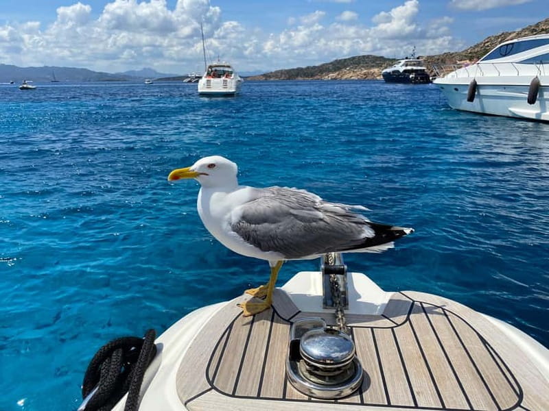 Olbia: Boat tour to watch Dolphins and snorkeling - Capo Figari and the approach to Figarolo