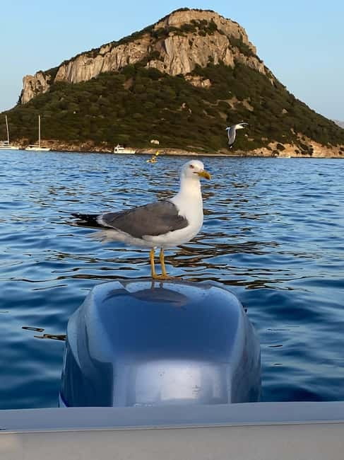Olbia: Boat tour to watch Dolphins and snorkeling - What the small-group format changes