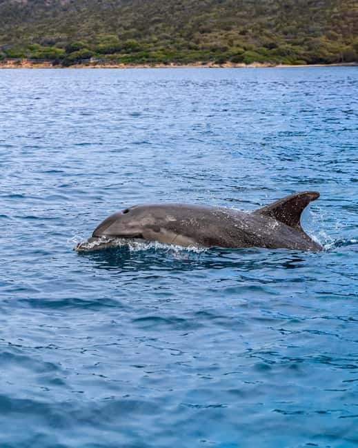 Olbia: Boat tour to watch Dolphins and snorkeling - Should you book it?