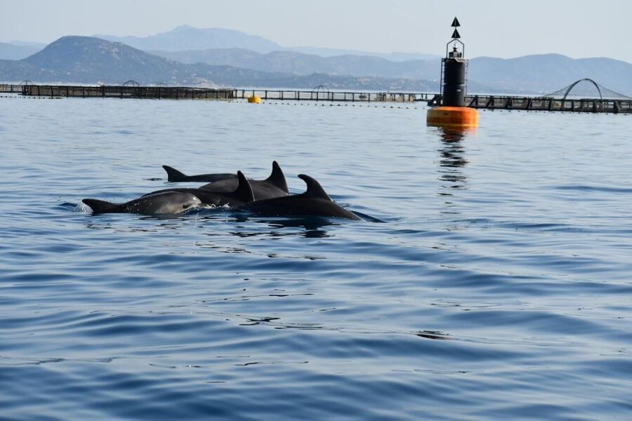 Olbia: Dolphin Watching and Snorkeling Boat Tour - Key points before you book