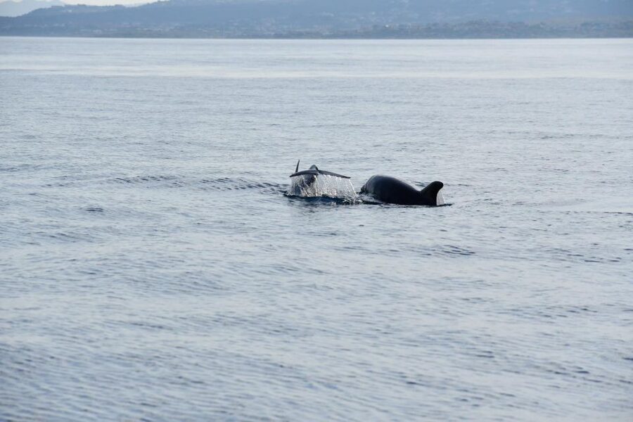 Olbia: Dolphin Watching and Snorkeling Boat Tour - From Olbia to the waters of Capo Figari