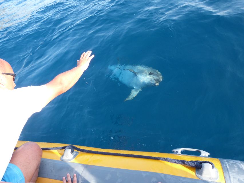 Olbia: Dolphin Watching and Snorkeling Boat Tour - Should you book the Figarolo dolphin tour?