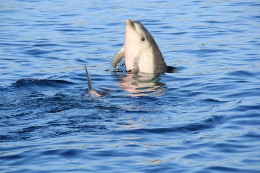Olbia: Dolphin Watching and Snorkeling Boat Tour - Cala Moresca is the main swimming stop