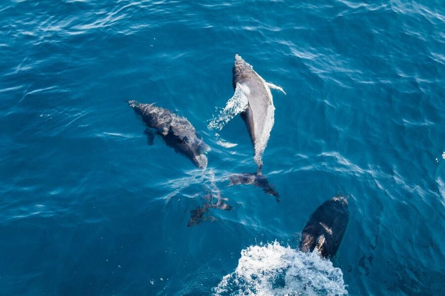 Olbia: Dolphin Watching & Snorkeling Boat Tour near Figarolo - Should you book the Figarolo dolphin tour?