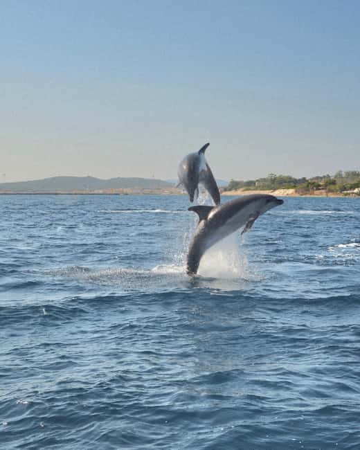 Olbia: Dolphin Watching & Snorkeling Boat Tour near Figarolo - Why the dolphin search works so well