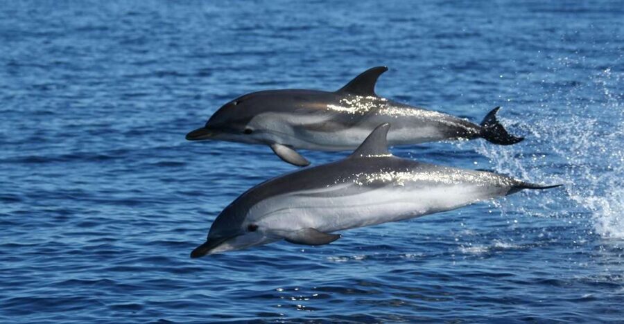 Olbia: Dolphin Watching & Snorkeling Boat Tour near Figarolo - Capo Figari and the dolphin watch