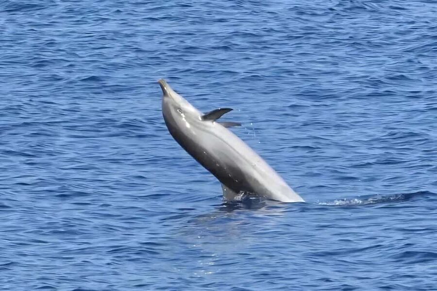 Olbia: Dolphin Watching & Snorkeling Boat Tour near Figarolo - Cala Moresca: swimming, snacks, and a slower hour