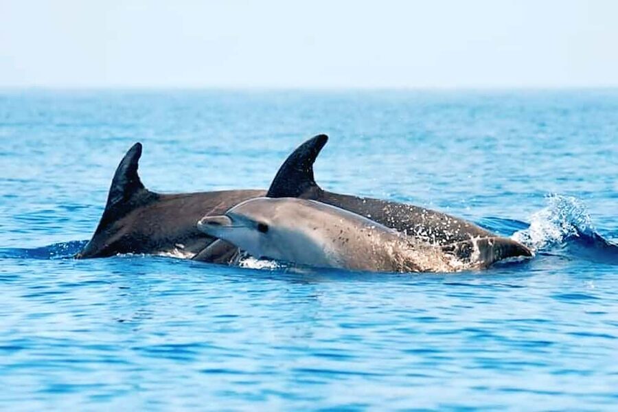 Olbia: Dolphin Watching & Snorkeling Boat Tour near Figarolo - How much value do you get for $77?