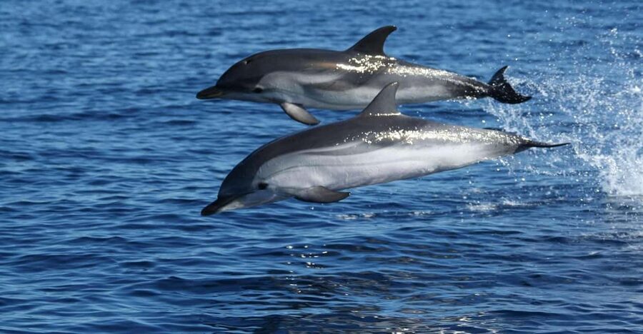Olbia: Dolphin Watching & Snorkeling Boat Tour near Figarolo - What to bring and who should book
