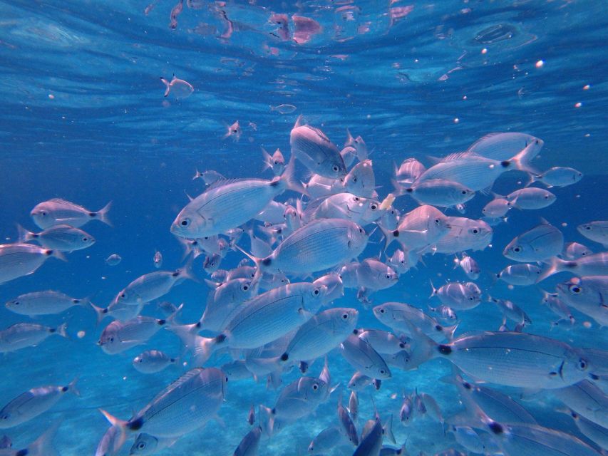 Olbia: Dolphin Watching & Snorkeling Boat Tour near Figarolo - Booking flexibility and timing