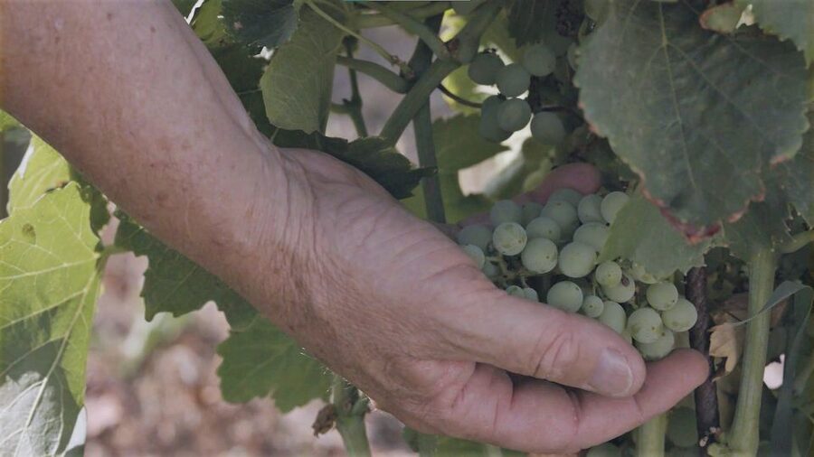 Olbia: Gallura Winery Guided Tour with Tasting - Who should book this experience?