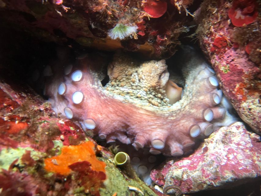Palermo: Full-Day Snorkeling Boat Tour with Lunch and Wine - Food, drinks, and the Sicilian feel