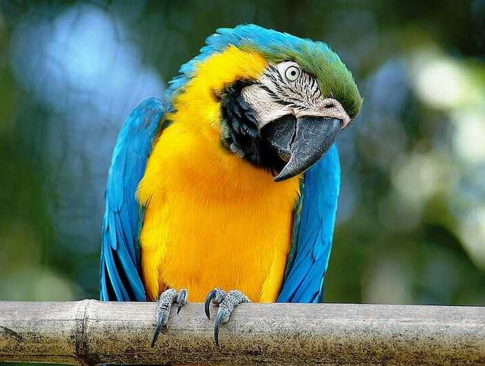 Rome: Bioparco di Roma Zoological Garden Entry Ticket - A city zoo with room to breathe