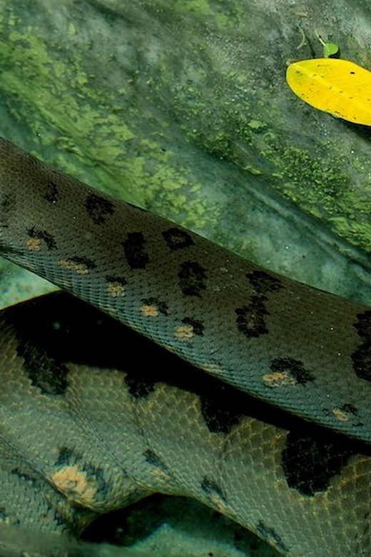 Rome: Bioparco di Roma Zoological Garden Entry Ticket - What you see along the route