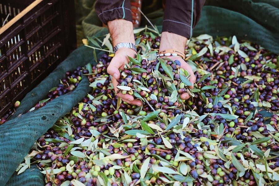 San Felice: Olive Oil Tasting with local food on Garda Hills - The $58 price and what it includes