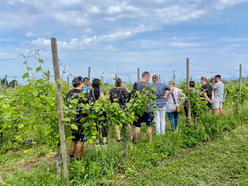 Sirmione: Vineyard Tour with Lugana Wines and Local Tastings - Why this small winery near Sirmione feels different