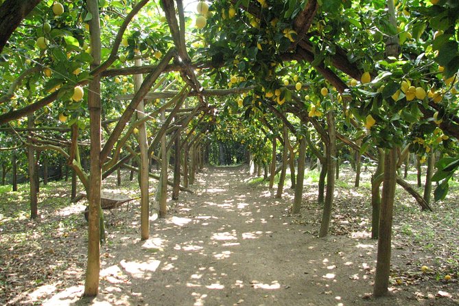 Sorrento Farm and Food Experience including Olive Oil, Limoncello, Wine tasting - What makes this farm visit special