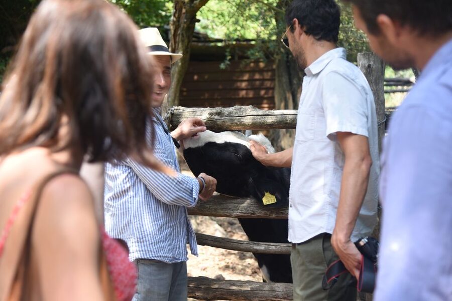 Sorrento: Farm Tour with Cheese Tasting & Pizza Making Class - How Primaluce compares with other Sorrento food activities