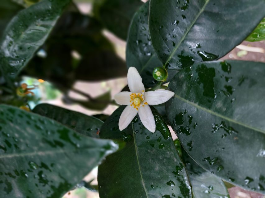 Sorrento: Lemon Garden Tour with Marmalade Tasting - What makes this lemon garden visit special