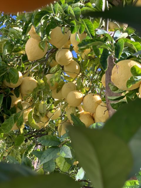 Sorrento: Lemon Garden Tour with Marmalade Tasting - Walking into Sorrento’s lemon-growing tradition