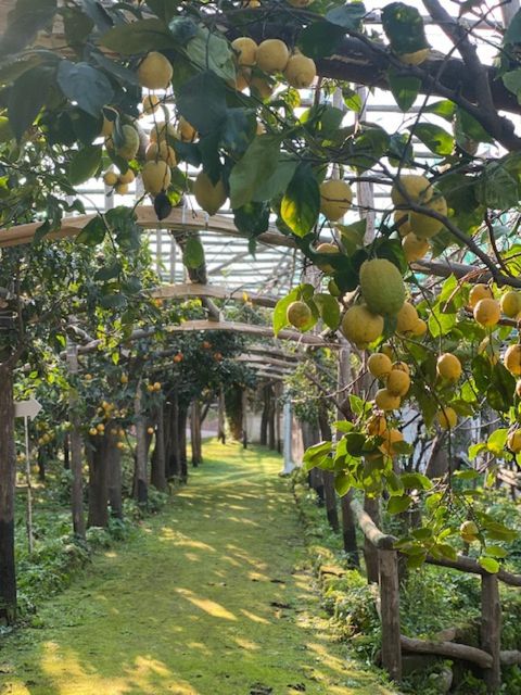 Sorrento: Lemon Garden Tour with Marmalade Tasting - The tasting under the lemon trees