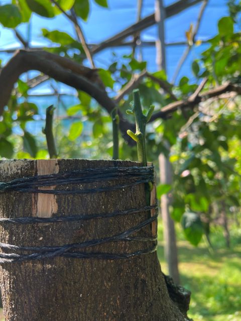 Sorrento: Lemon Garden Tour with Marmalade Tasting - Practical details before you go