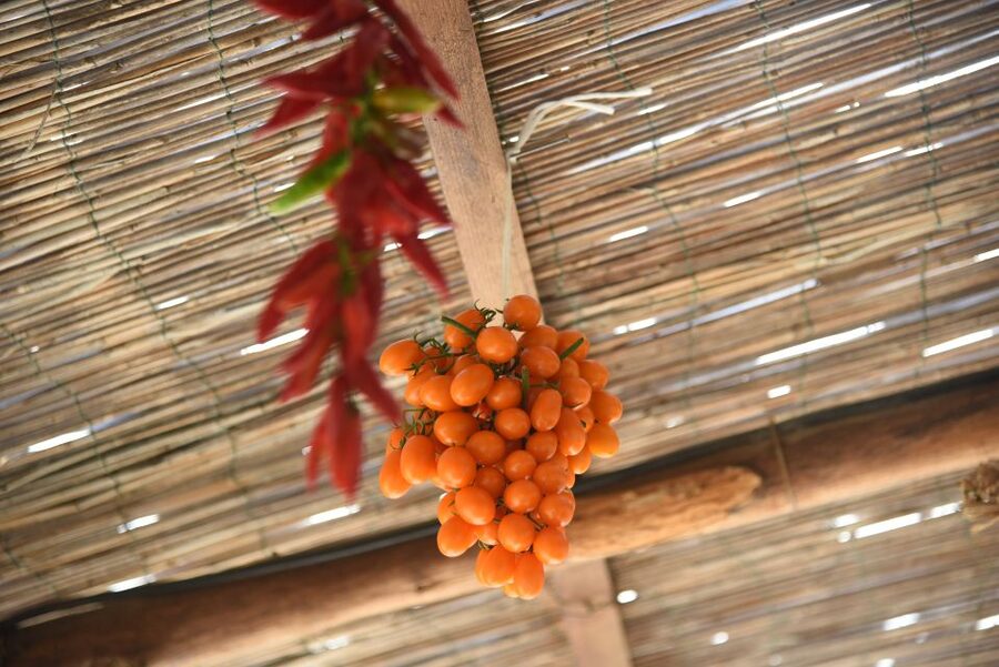 Sorrento: Pizza Lesson, Wine, and Limoncello at a Local Farm - Views, animals, and the character of the farm