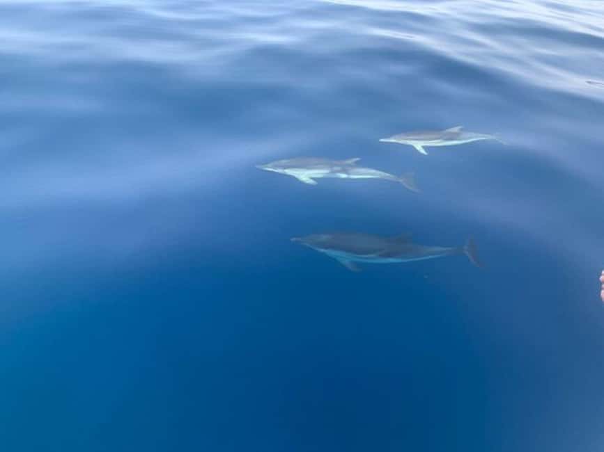 Sunset tour in search of dolphins with aperitif - Quick reasons to consider this boat trip