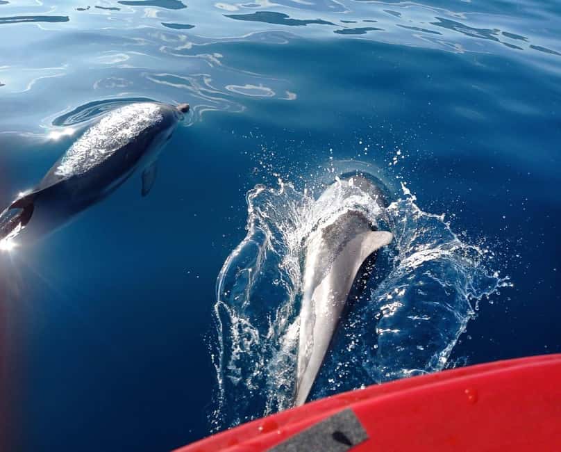 Sunset tour in search of dolphins with aperitif - A 20 to 30 minute swim and snack stop