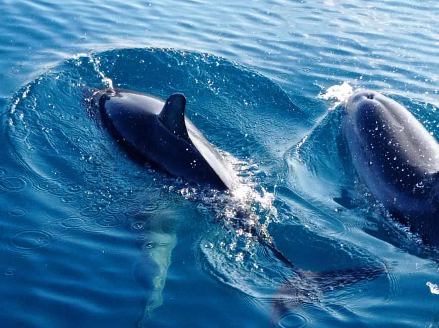 Sunset tour in search of dolphins with aperitif - Who will enjoy this most