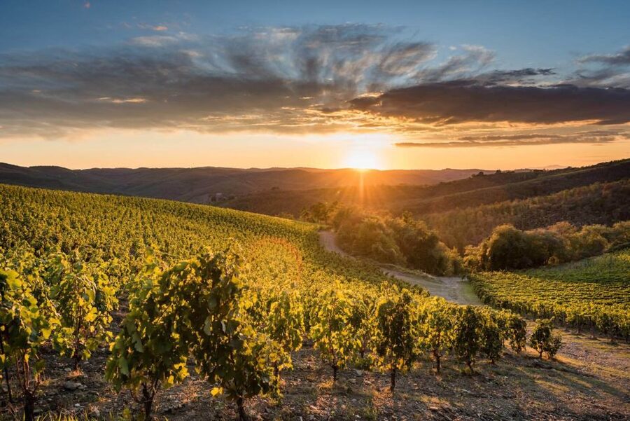 Total Immersion Wine Tour in Chianti - A small winery above the Chianti hills