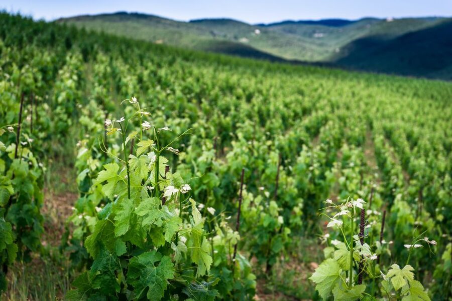 Total Immersion Wine Tour in Chianti - Is $47 good value for two hours?
