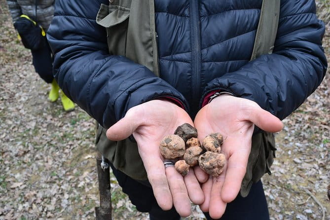 Truffle Hunting Experience with Lunch in San Miniato - The value of $241.97 per person