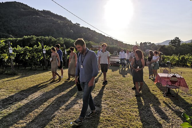 Tuscan Wine Tour in Lucca by van - First stop: a working winery with a personal welcome
