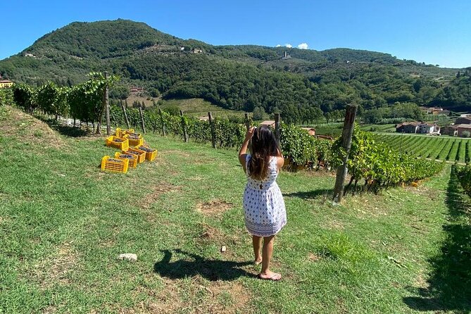 Tuscan Wine Tour in Lucca by van - What the $180.27 price buys you