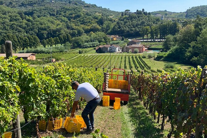 Tuscan Wine Tour in Lucca by van - Should you book it?