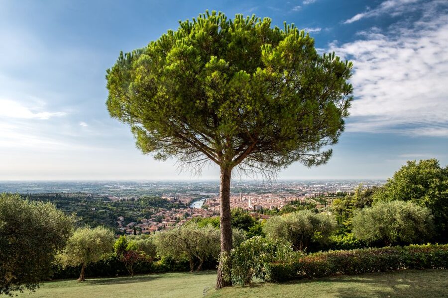 Verona: Wine Tasting with Snacks and Panoramic Views - Cold cuts, cheese, and a useful light meal