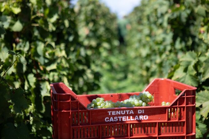 Wine tasting THE CLASSICS - Who will enjoy this tasting most?